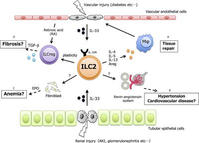 Frontiers | The Roles Of Kidney-Resident ILC2 In Renal Inflammation And ...